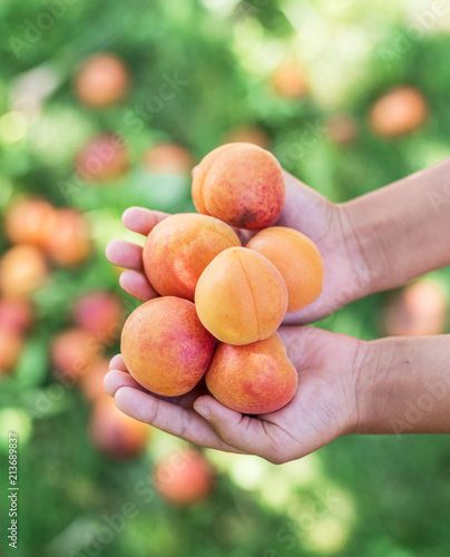 Ripe yellow apricots in female hands on a summer day.