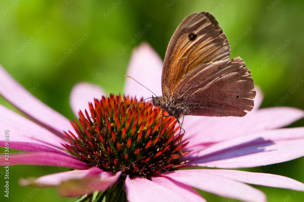 Großes Ochsenauge auf Echinacea Blüte Großes Ochsenauge auf Echinacea Blüte