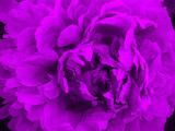 big violet flower. macro.