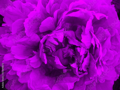 big violet flower. macro.