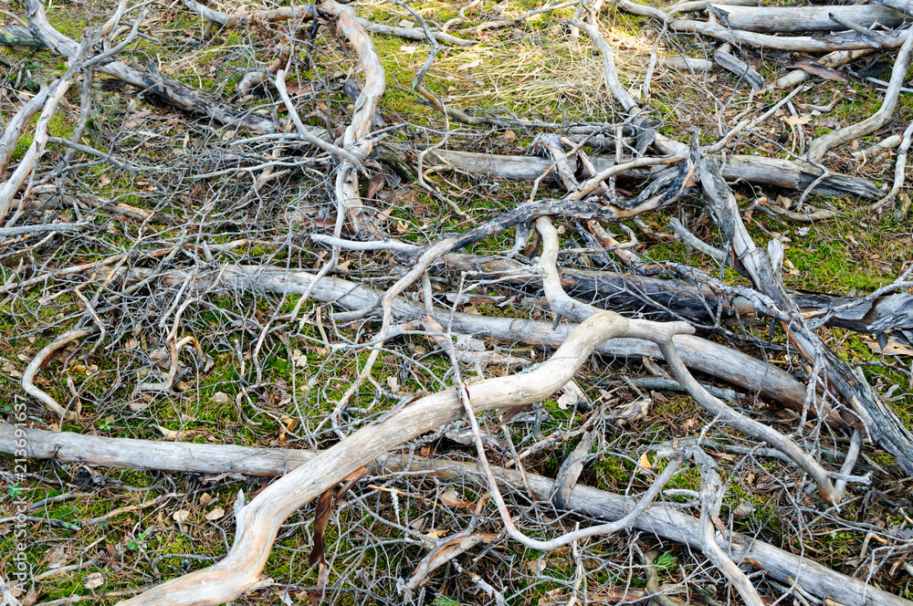 Broken gnarled dry tree branches in a forest glade.