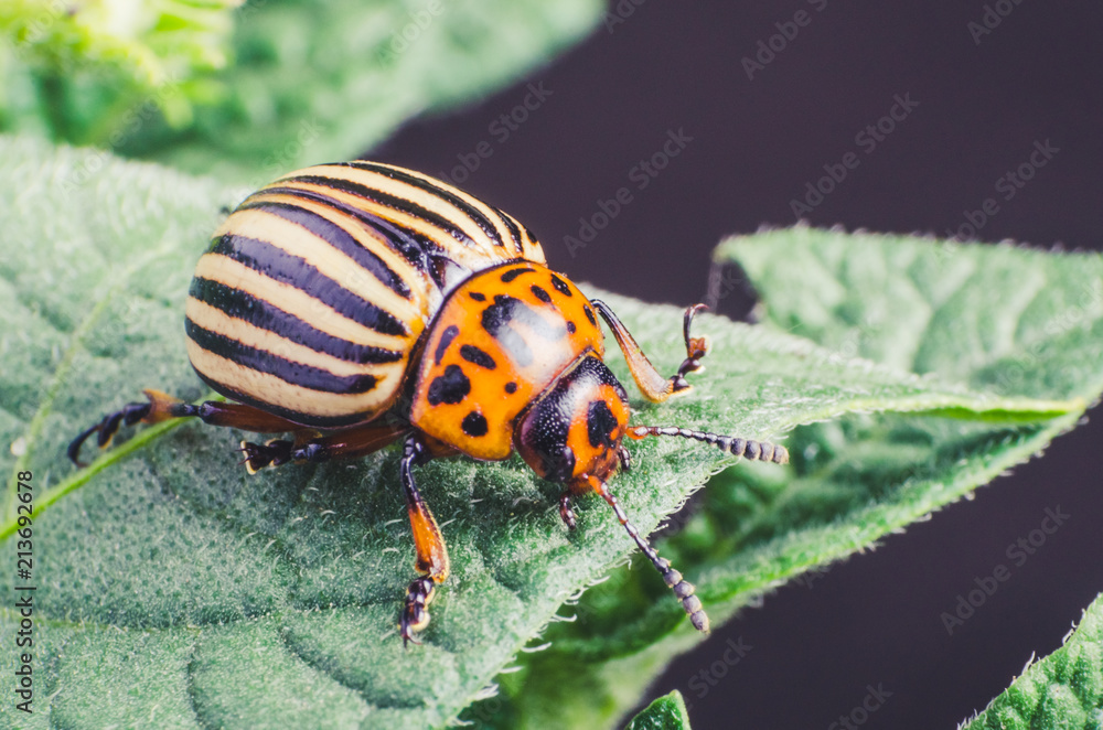 Fototapeta premium Colorado potato beetle eats potato leaves, close-up