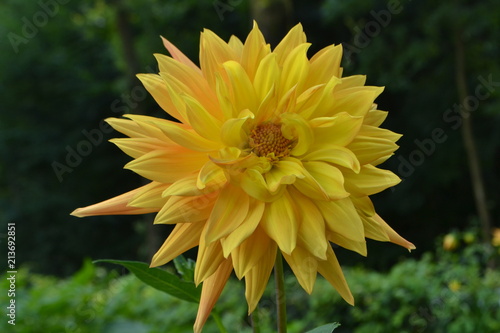 een dahlia in bloei op een schaduwplekje in de stadstuin photo