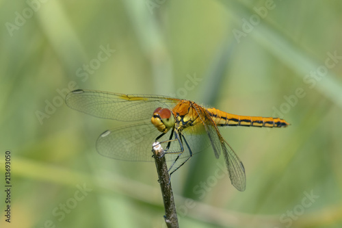 Yellow-winged darter (Sympetrum flaveolum)  sitting on a stick © Juha Saastamoinen