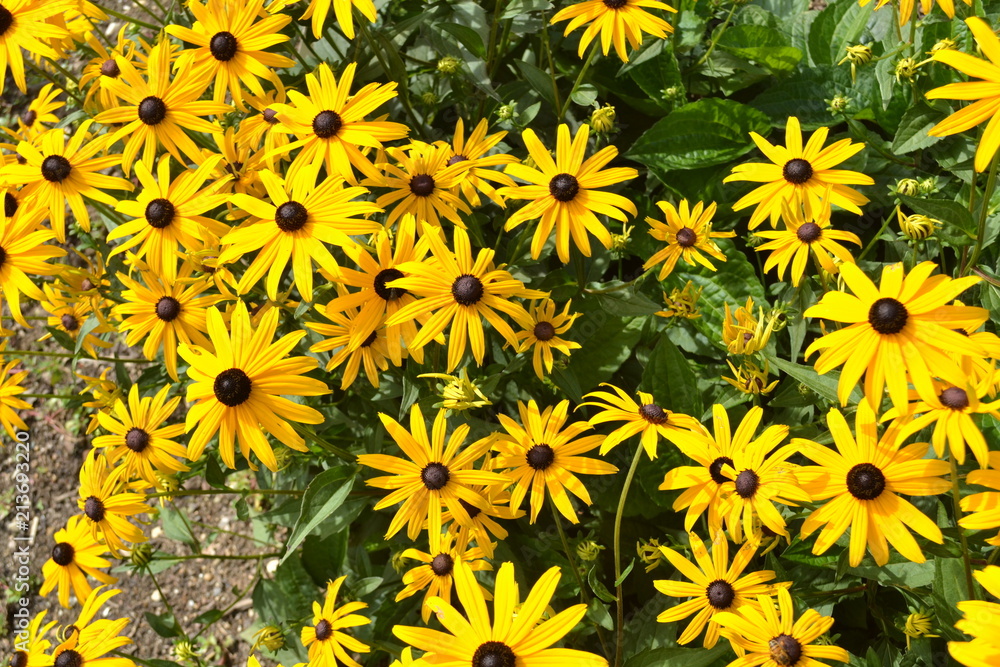Helianthus in bloei in de stadstuin Helianthus in bloei in de stadstuin