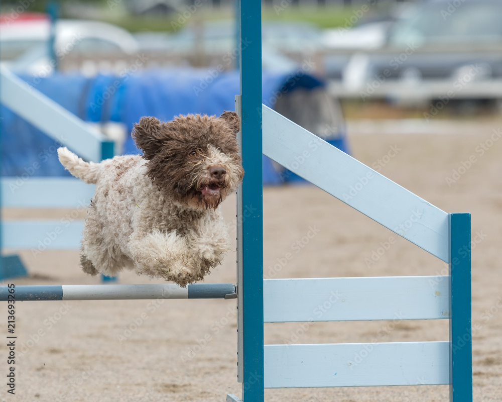 Lagotto cheap romagnolo agility