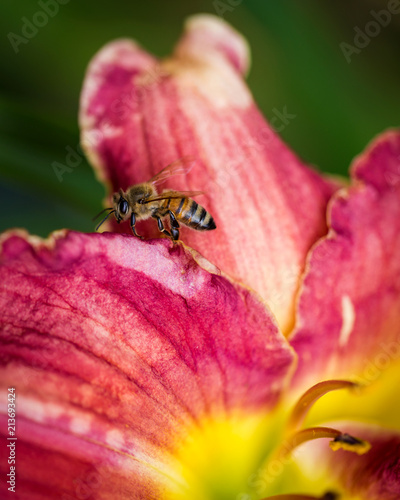 Bee on a flower