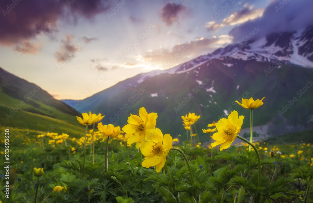 Landscape of beautiful mountains at sunset. Yellow flowers on foreground on mountain meadow on evening sky and hills background. Nature of Svaneti, Georgia. Amazing view on mounts with colorful sky.