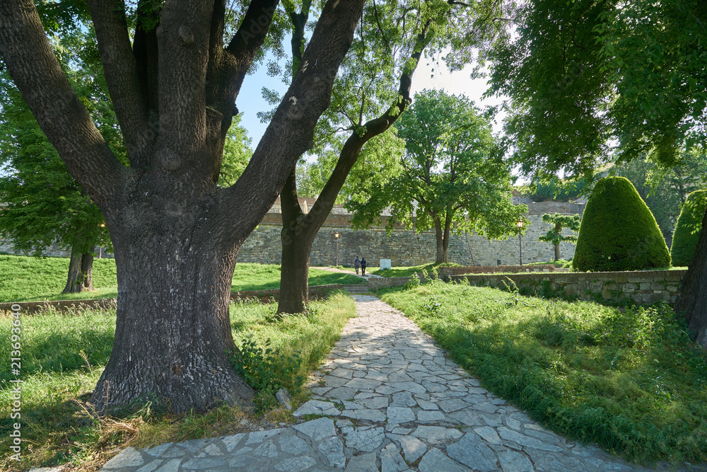 Large old tree in the park