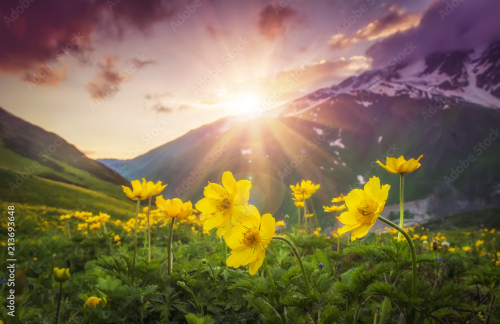 Fototapeta premium Wibrujący górski krajobraz z żółtymi kwiatami na pierwszym planie o zachodzie słońca w regionie Swanetia w Gruzji. Kolorowe niebo nad górami i kwiaty na zielonej łące. Jasne promienie słońca nad górami. Promienie słoneczne.