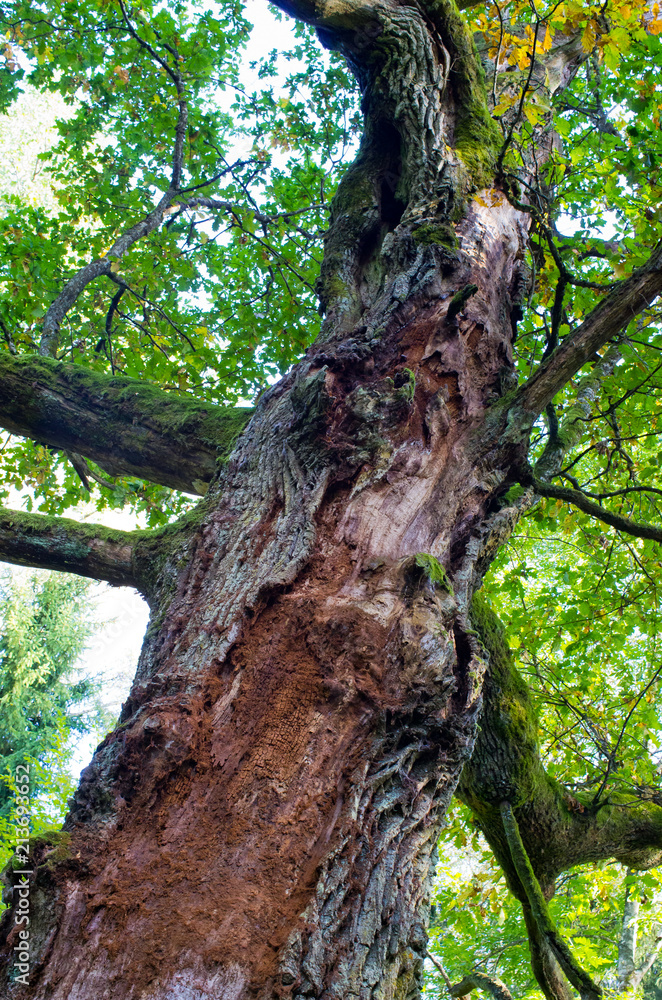Fototapeta premium Branches and lush in Bialowieza woods, Poland