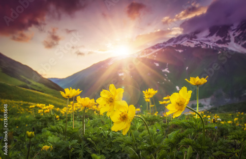 Vibrant mountain landscape with yellow flowers on foreground at sunset in Svaneti region of Georgia. Colorful sky over mountains and flowers on green meadow. Bright sunbeams over mountain. Sunrays.