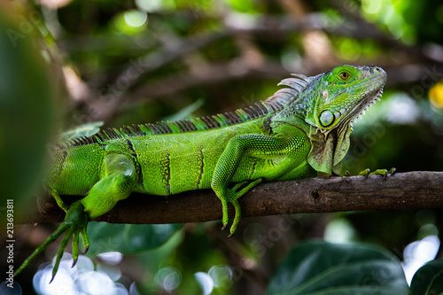 Wallpaper Mural beauty lizard Torontodigital.ca