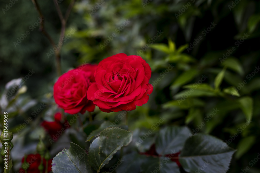 Beautiful valentine single red rose in full bloom against a lush green background in a traditional English garden Beautiful valentine single red rose in full bloom against a lush green background in a traditional English garden