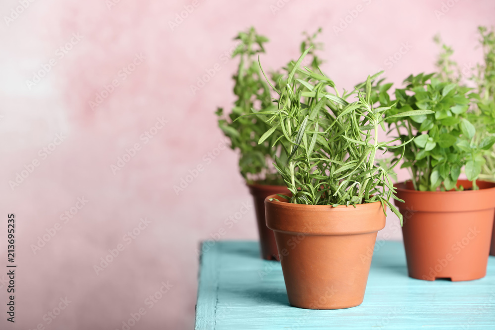 Pots with fresh rosemary on table against color background Pots with fresh rosemary on table against color background