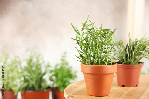 Pots with fresh rosemary on table against blurred background
