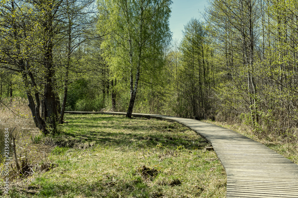 Fototapeta premium wooden footpath boardwalk in the bog swamp area