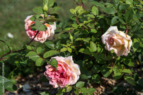 Blooming Copper-pink English roses in the garden on a sunny day, roses for Valentine Day. Rose Janet