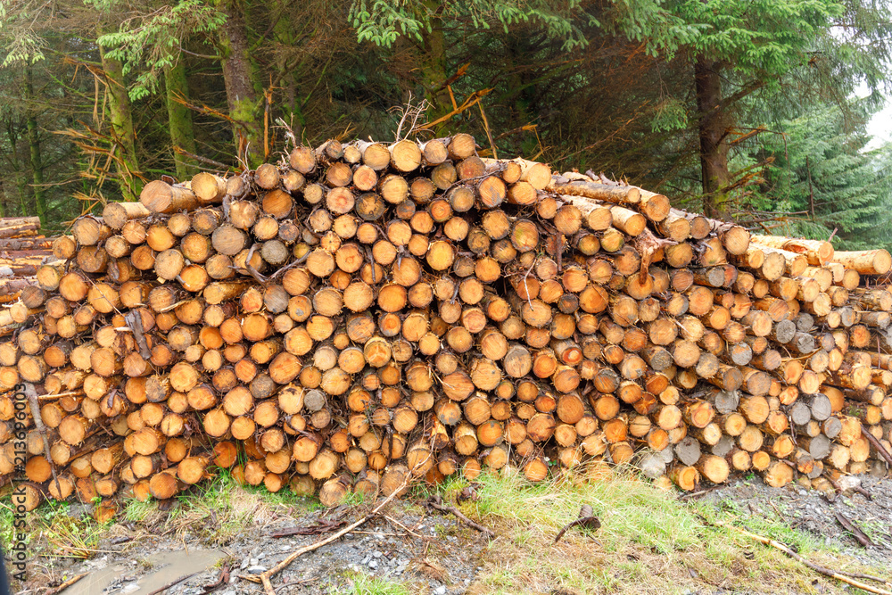 Small cut logs from managed pine forest in North Wales