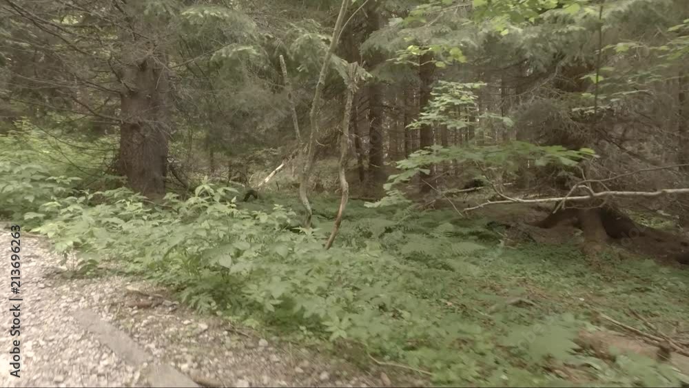 Forrest in Vitosha Mountains, Bulgaria. Forrest in Vitosha Mountains, Bulgaria.
