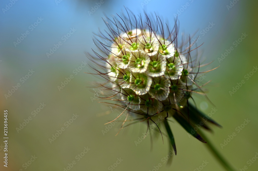 Haarige Knospe Haarige Knospe