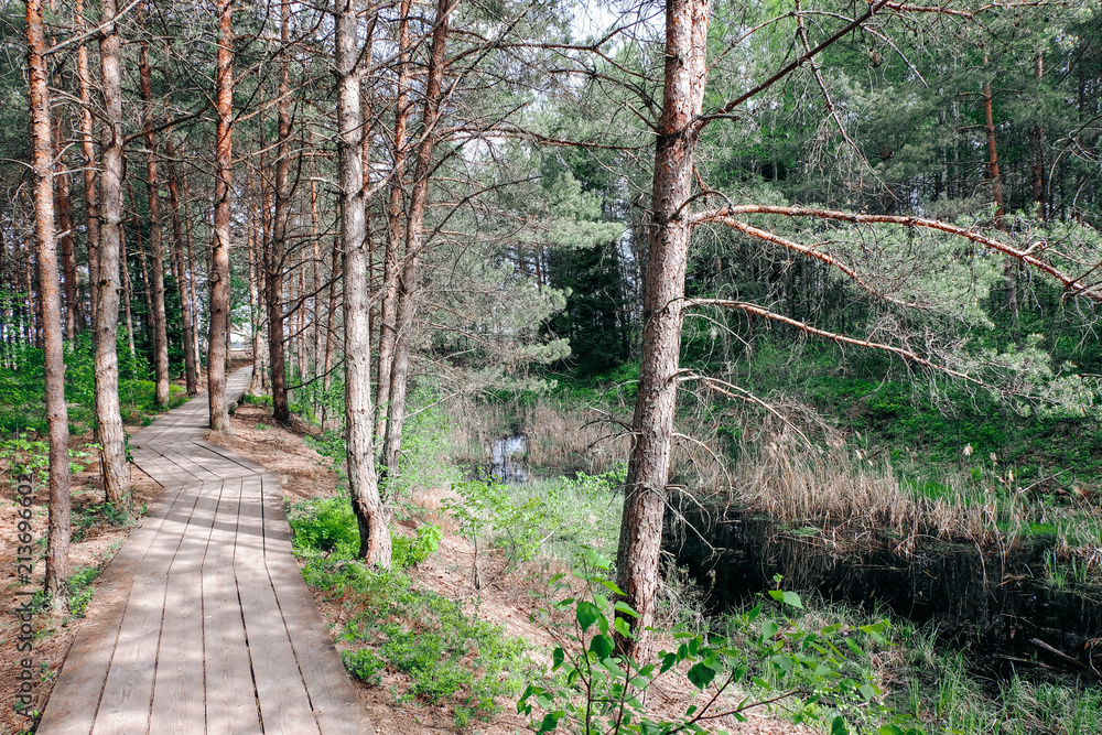 Obraz premium wooden footpath boardwalk in the bog swamp area