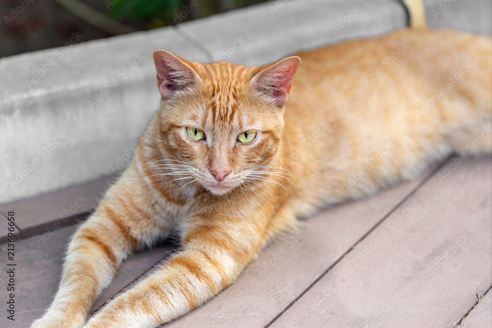 Homeless tabby red cat with yellow eyes resting at city street. Striped orange wild kitten lying on wooden surface at park Homeless tabby red cat with yellow eyes resting at city street. Striped orange wild kitten lying on wooden surface at park