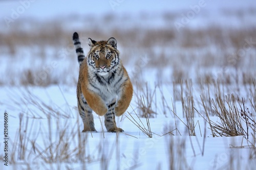 Siberian tiger in snow © Miroslav