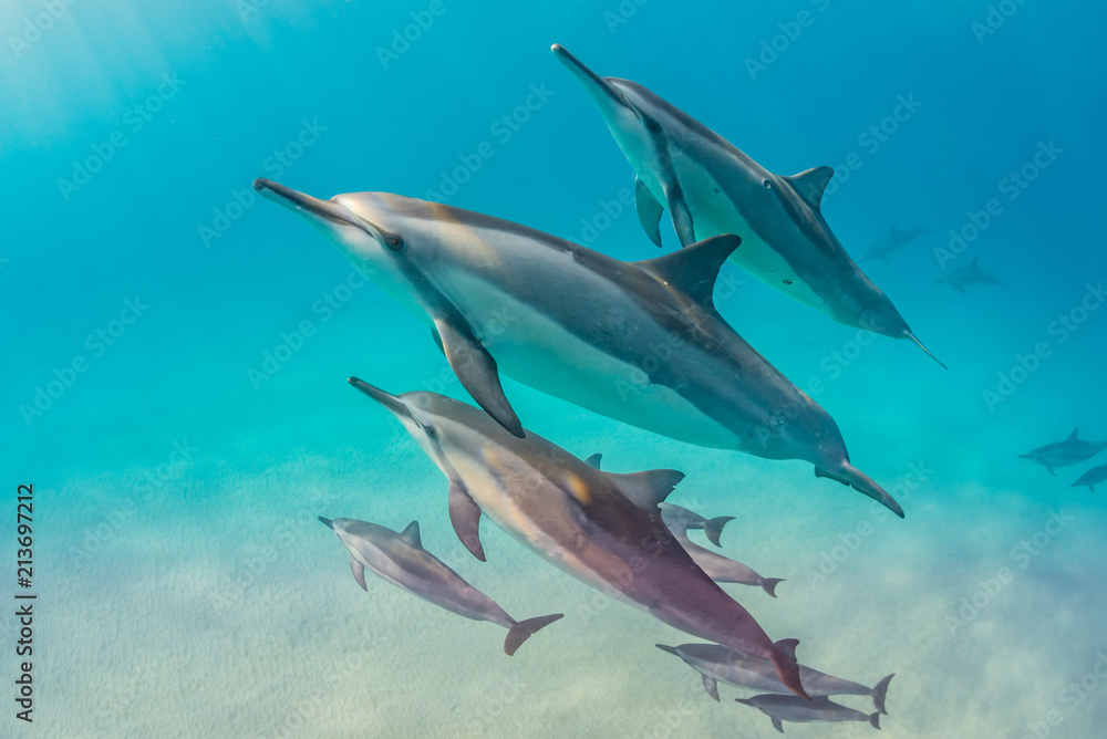 Naklejka premium Dolphin pod in blue water