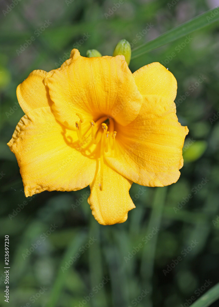 Obraz premium Flower