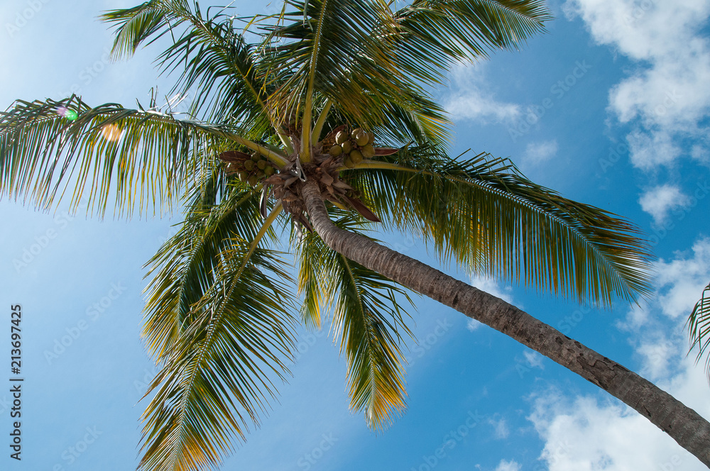 Fototapeta premium palmier