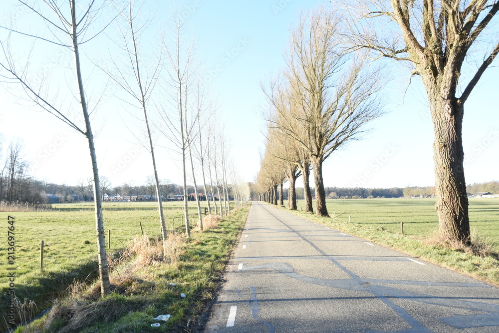winterse straatweg met jonge populieren en wilgen in de Achterhoek bij de Kruisbergse bossen winterse straatweg met jonge populieren en wilgen in de Achterhoek bij de Kruisbergse bossen