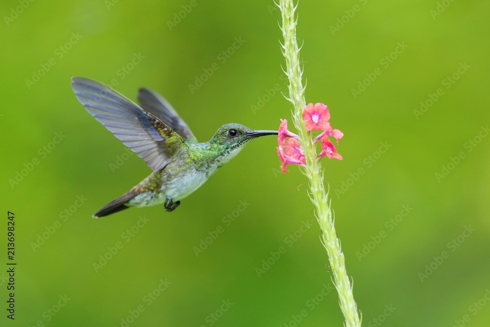 Naklejka premium Hummingbird flying next to beautiful flower, Costa Rica. Wildlife scene from nature. Birdwatching in South America, Trinidad, Tobago.