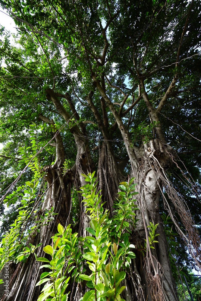 arbre tropicale