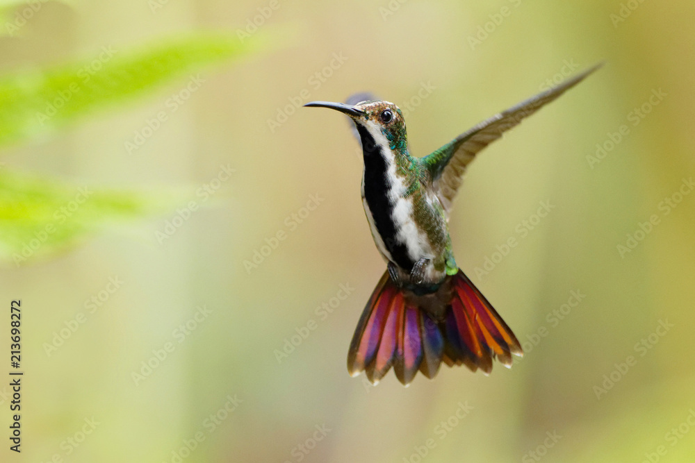Fototapeta premium Hummingbird flying next to beautiful flower, Costa Rica. Wildlife scene from nature. Birdwatching in South America, Trinidad, Tobago.