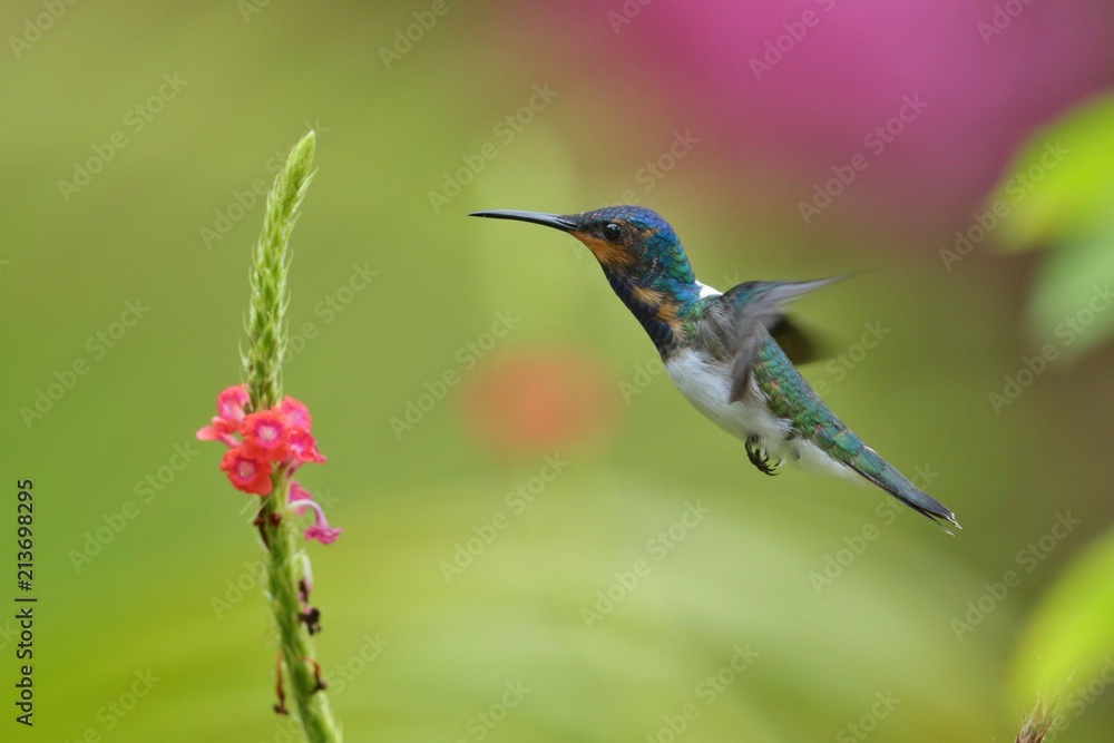 Fototapeta premium Hummingbird flying next to beautiful flower, Costa Rica. Wildlife scene from nature. Birdwatching in South America, Trinidad, Tobago.