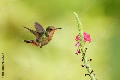 Hummingbird flying next to beautiful flower, Costa Rica. Wildlife scene from nature. Birdwatching in South America, Trinidad, Tobago.