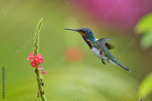 Hummingbird flying next to beautiful flower, Costa Rica. Wildlife scene from nature. Birdwatching in South America, Trinidad, Tobago.