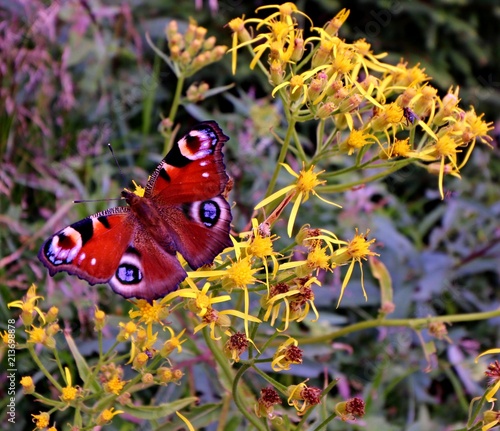 butterfly