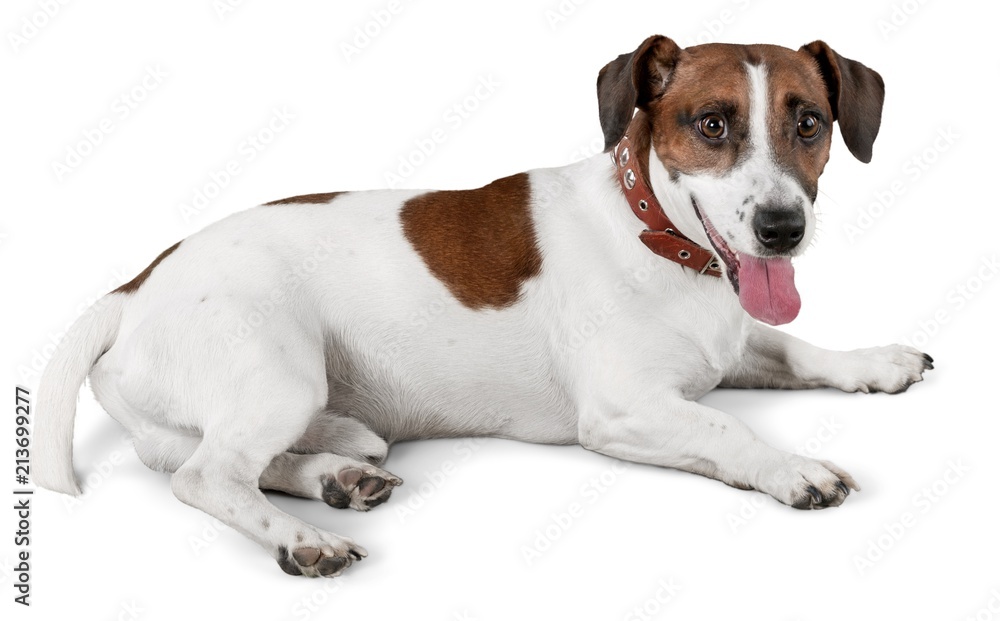 Jack Russell Terrier Lying on the Floor