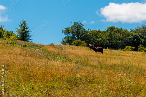 Cows grazing on a pasture on sunny summer day