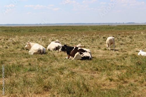Grasende Holstein-Rinder auf einer Salzwiese in Friesland, Niedersachsen