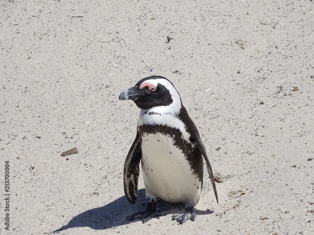 Fototapeta premium pinguin