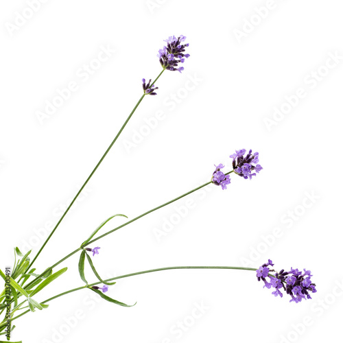 Fototapeta Naklejka Na Ścianę i Meble -  Some flowers of lavender