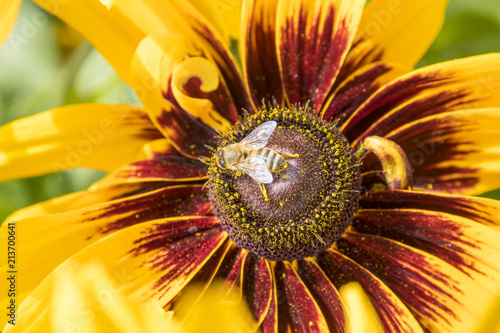 A honey bee collects nectar on a coneflower