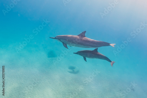 Dolphins swimming in clear blue water © Melissa