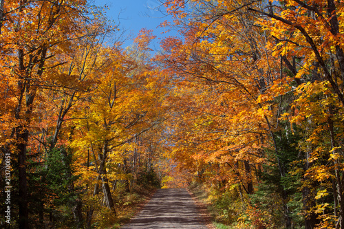 Autumn Road