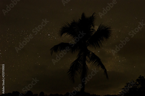 Night sky above palm trees at Nosy Be Island (Madagascar)