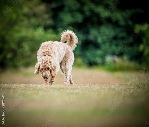 Wallpaper Mural The Golden Labradoodle Torontodigital.ca
