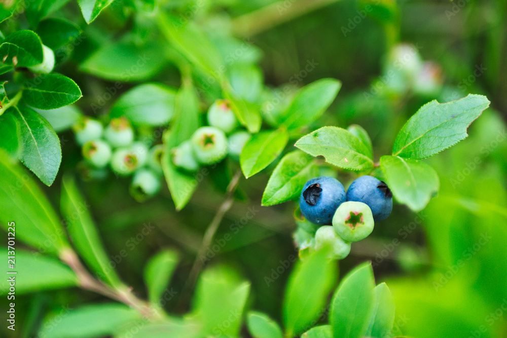 Fresh Organic Blueberries on the bush. close up Fresh Organic Blueberries on the bush. close up